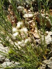 Anarrhinum forskaohlii