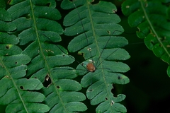Holcobunus nigripalpis