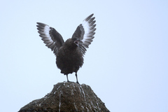 Stercorarius antarcticus