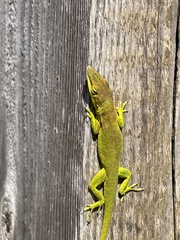 Anolis smaragdinus
