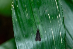 Centromacronema auripenne