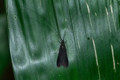 Centromacronema auripenne