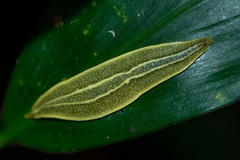 Vaginulus taunaisii