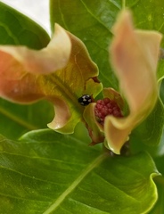 Hyperaspis festiva