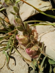 Scutellaria utriculata