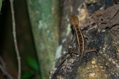 Enyalius iheringii