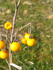 Solanum elaeagnifolium