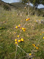 Solanum elaeagnifolium
