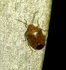 Dryadocoris apicalis