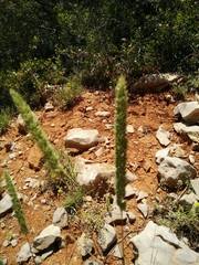 Phleum montanum