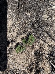 Euphorbia blodgettii