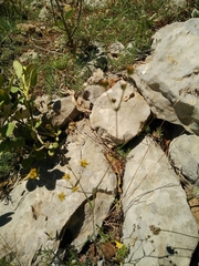 Bupleurum libanoticum