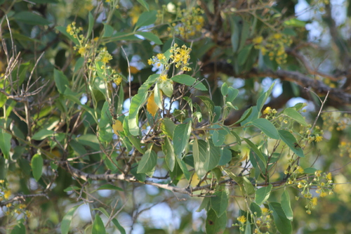 Image of Banara Arguta (Banara arguta) by (c) Romi Galeota Lencina, some rights reserved (CC BY)