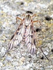 Rhagio atlanticus