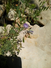 Vicia orientalis