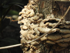 Cerrenaceae
