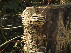 Cerrenaceae