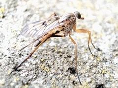 Rhagio atlanticus