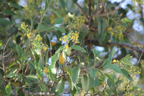 Image of Banara Arguta (Banara arguta) by (c) Romi Galeota Lencina, some rights reserved (CC BY)