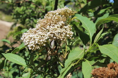 Stevia microchaeta