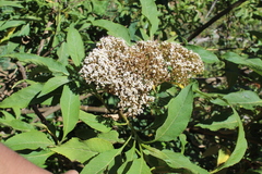 Stevia microchaeta