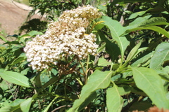 Stevia microchaeta