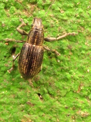 Naupactus tremolerasi