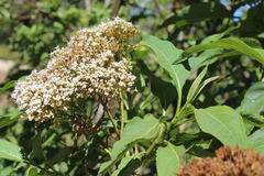 Stevia microchaeta