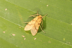 Lophocampa catenulata
