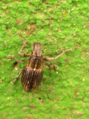 Naupactus tremolerasi