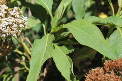 Stevia microchaeta