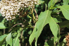 Stevia microchaeta