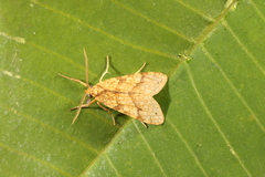 Lophocampa catenulata