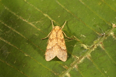 Lophocampa catenulata