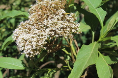 Stevia microchaeta