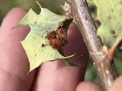 Atrusca trimaculosa