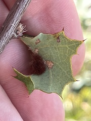 Atrusca trimaculosa