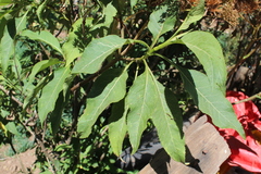Stevia microchaeta