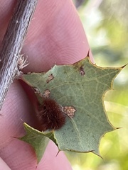Atrusca trimaculosa