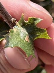 Atrusca trimaculosa