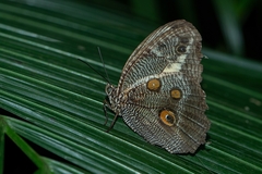 Dasyophthalma creusa