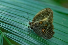 Dasyophthalma creusa