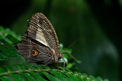 Dasyophthalma creusa