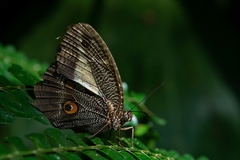 Dasyophthalma creusa