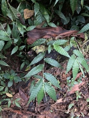 Ichnanthus pallens