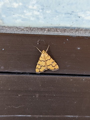 Glycythyma leonina