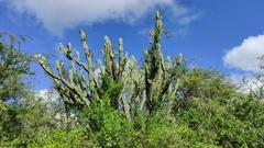 Cereus forbesii