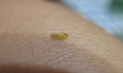 Caeciliusidae
