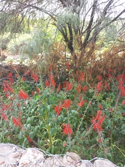 Salvia exserta