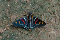 Mimoniades versicolor